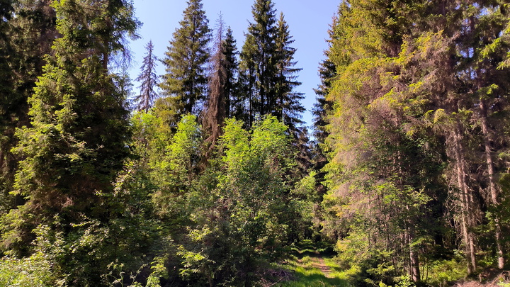 Труп в чёрных ботинках и огромная воронка: СК проверяет страшную находку грибников в выборгском лесу