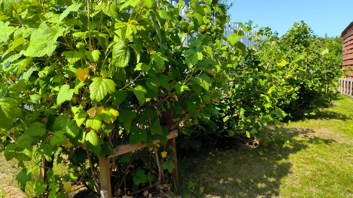 Лунный посевной календарь на 5 июля 2023: что сажать сегодня, советы садоводам и огородникам