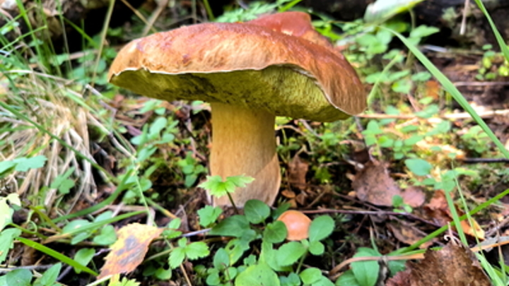 На Кубани до 13 октября запрещено посещать леса