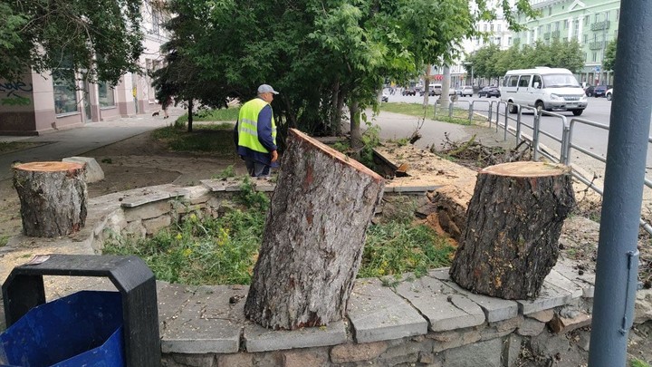 В Челябинске даурские лиственницы высадят, но в другом месте