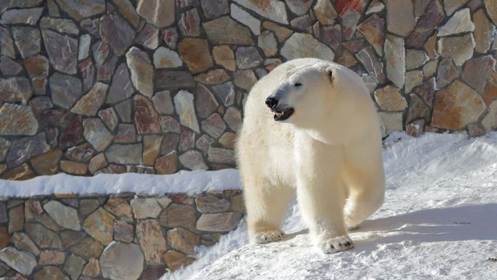 Лакомилась мясом, любила мужа: Ленинградский зоопарк рассказал, как Услада прожила рекордные 33 года