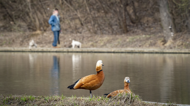 Роспотребнадзор: ни один водоем в Свердловской области не признан безопасным