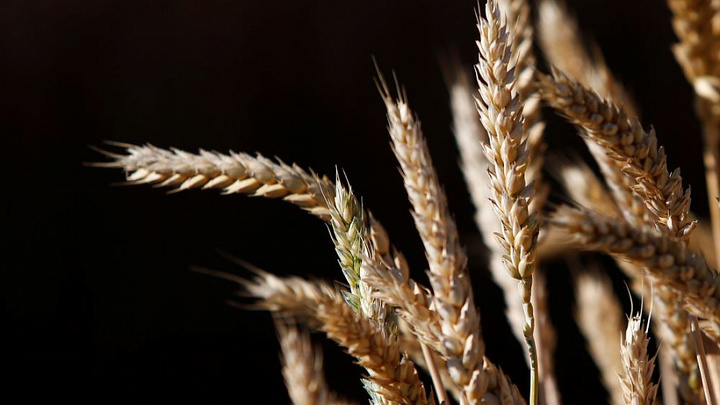 На Кубани с начала года аграрии экспортировали зерновых на сумму более 634 млн долларов