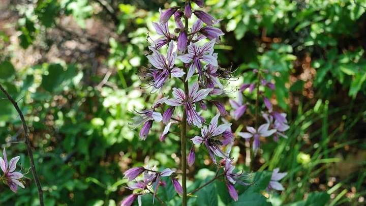 Руками не трогать: В Сочи зацвел цветок, который оставляет сильные ожоги