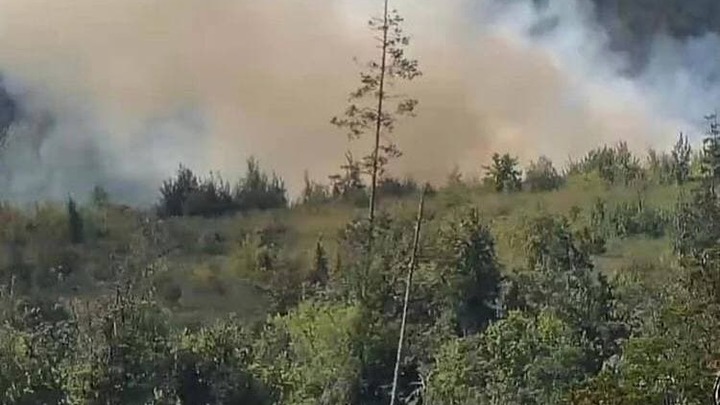 В Тольятти горит лес в районе Портпоселка: на помощь вызваны пожарные Самары