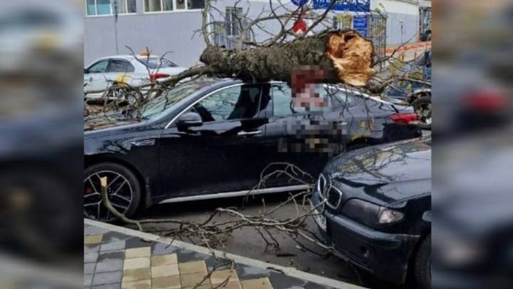 Валит деревья, переворачивает грузовики: в Краснодаре бушует ураганный ветер