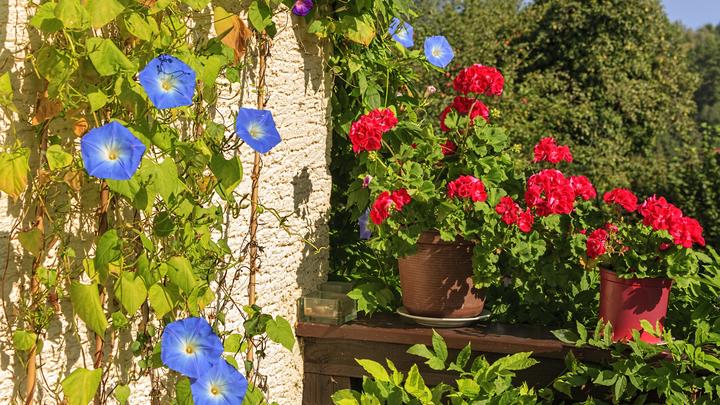 Ипомею - нельзя, пеларгонию - можно. Какие растения в 2024 году выращивать запрещено по закону