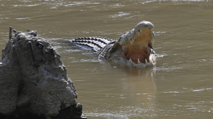 Схватил за ногу и потащил в воду: Девятиклассник вступил в рукопашную с крокодилом и спасся