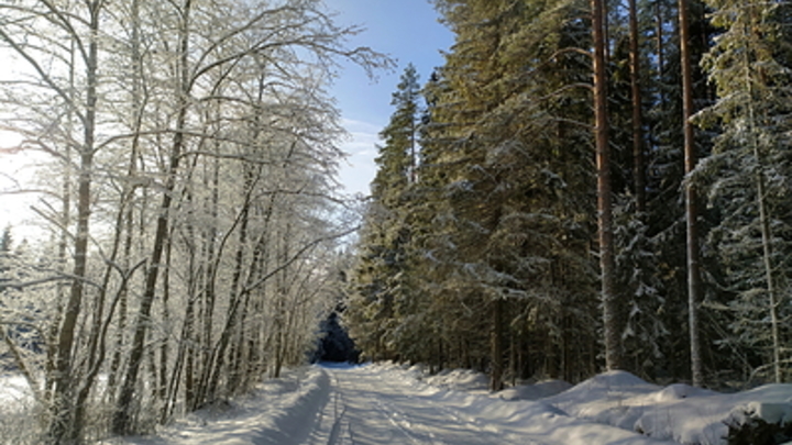 Правительство России сообщило об успешной борьбе с черными лесорубами