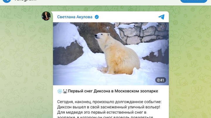 Появилось трогательное видео первой прогулки медведя Диксона в Москве