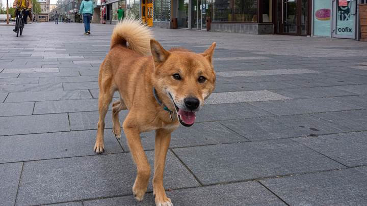 В Краснодаре разработали эскизный проект приюта на 250 бездомных собак