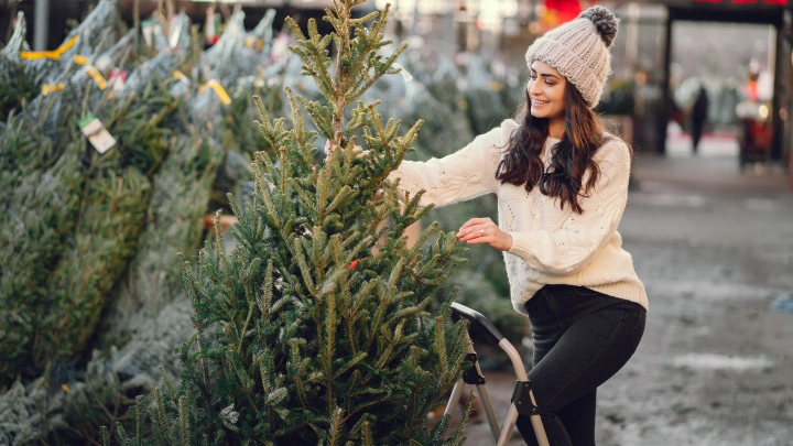 Ёлочные клещи не угрожают новосибирцам – в Роспотребнадзоре развеяли слухи