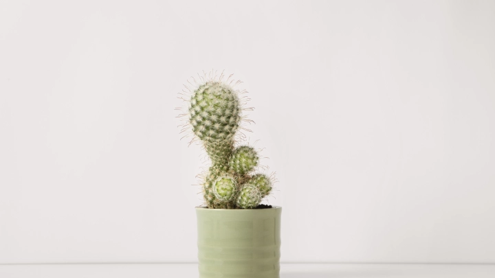 Юрист назвала дачные растения, посадив которые, можно сесть самому