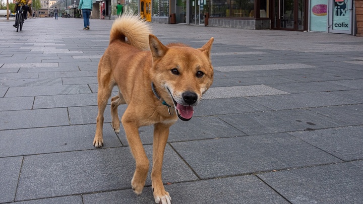 Собака осталась единственным жильцом в деревянном бараке: Грустная история из Хабаровска