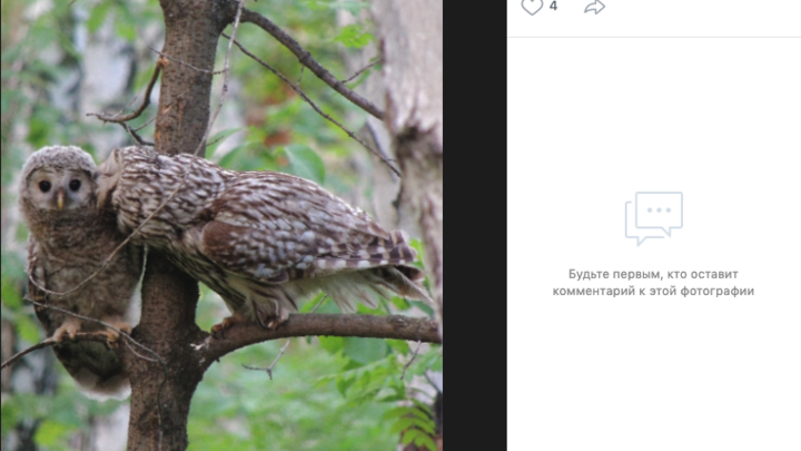 Челябинка подсмотрела, как совенка хвалят родители