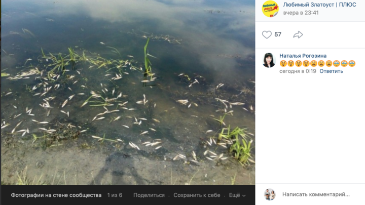 В Златоустовском пруду массово гибнет рыба