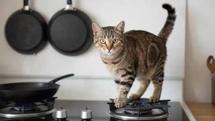 Пушистые поджигатели: в Одинцово коты включили плиту и устроили пожар