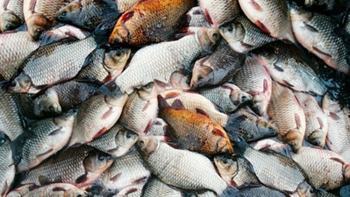 Караси с сюрпризом: Под Тюменью задержали хитрую старушку-наркодилера