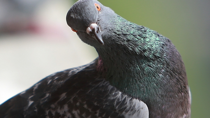 С фонтана в Дубне в десятый раз украли фигурку голубя