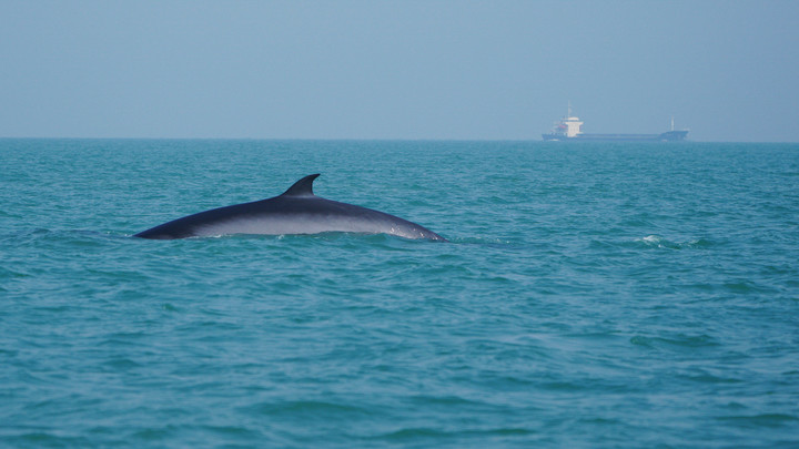 В России могут запретить добычу китов после скандала на Дальнем Востоке