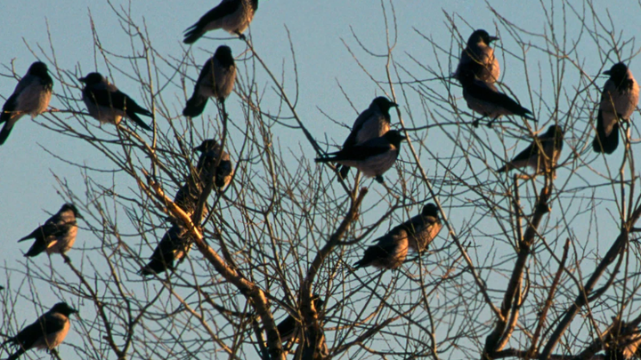 Народные приметы на 6 марта: что можно и нельзя делать в день Тимофея-весновея