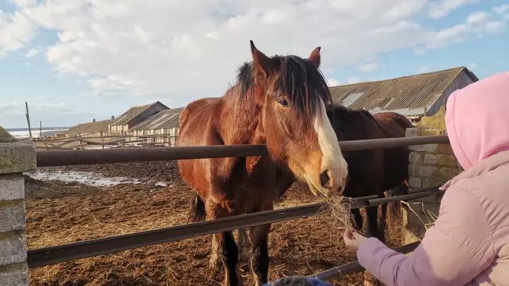 SHOT: Молодёжь в России массово переезжает из городов в деревни ради фермерства