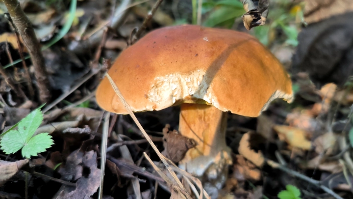 Девять лет тюрьмы и многомиллионный штраф: Жителям России напомнили об ответственности за сбор грибов