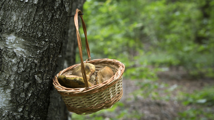 В Истре госпитализировали мать с сыновьями после отравления грибами