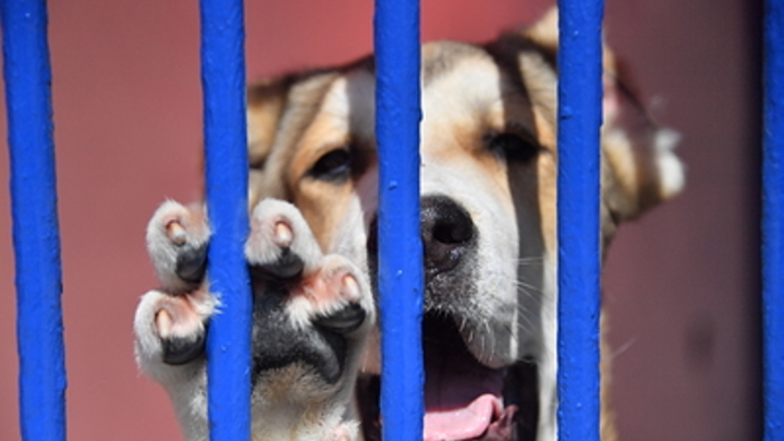 Жители Сочи заметили грузовик с бездомными собаками