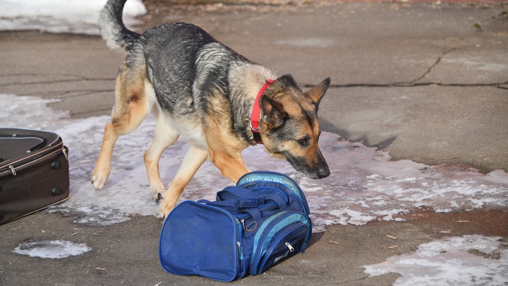 В Самаре бездомные собаки сломали решётку и забрались в детский сад