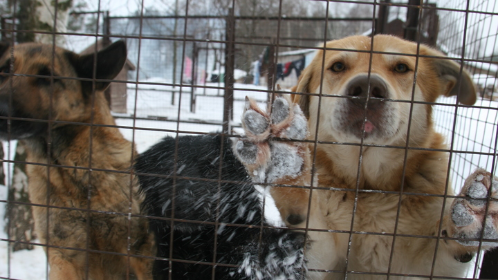 Собаки в городе: почему по Иванову бегает 1500 беспризорных животных