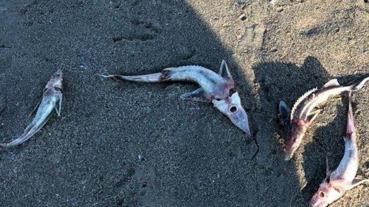 Прокуратура занялась массовой гибелью мальков осетров