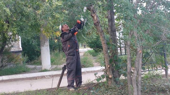 В Чите начали выборы в общественный совет по озеленению