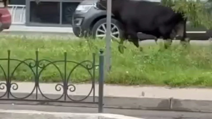 Огромный бык бегает по центру Люберец