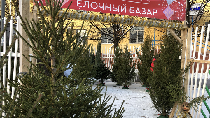 В Подмосковье открылись елочные базары: Почем там елки и сосны