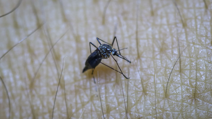 Ковидные комары атакуют? Эксперт оценил риск заражения коронавирусом через укусы