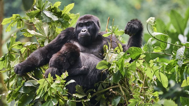 Много-много диких обезьян - классическая кинофраза, которой не должно было быть