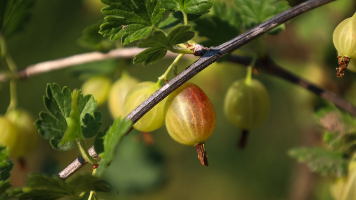 Смешной способ, но он неплохо работает. Эксперты рассказали, как защитить посадки от заморозков