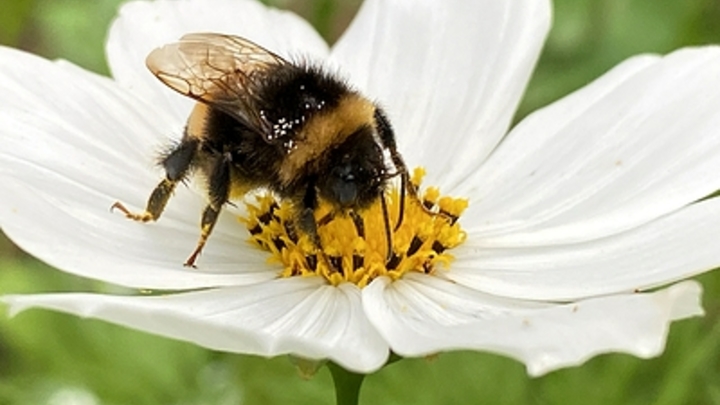 Осы убили молдавского политика. Врачи оказались бессильны