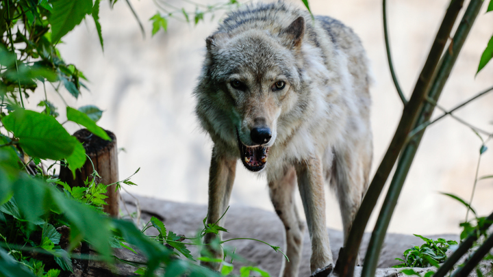 На Кубани волки устраивают набеги на станицу Крыловскую