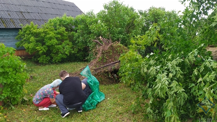 В Витебской области на женщину упало огромное старое дерево