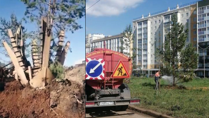 При строительстве дорог в Челябинске теперь не вырубают, а пересаживают деревья