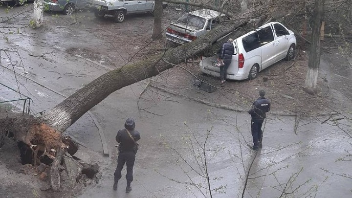 В Ростове-на-Дону во дворе пятиэтажки дерево рухнуло на два дорогих автомобиля