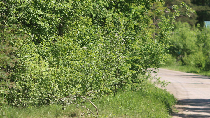 Лунный посевной календарь на 20 мая 2023: что сажать сегодня, советы садоводам и огородникам