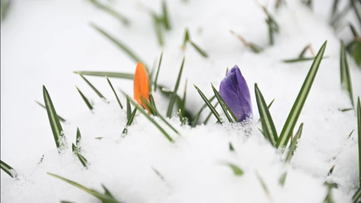 Рекордные заморозки: Пострадал урожай турецких ягод и фруктов