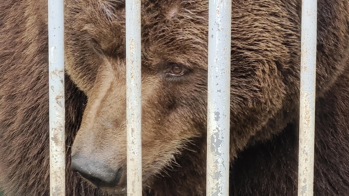 В Челябинском зоопарке показали, как медведи готовятся к зимней спячке