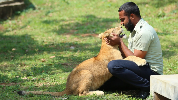 Львы не прощают: хищники растерзали директора крымского Тайгана Зубкова