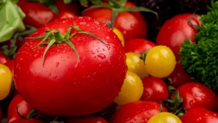 Русские ученые ускорили селекцию томатов и добились шести поколений в год вместо двух