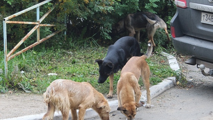 В центре Ростова-на-Дону голодные псы едва не загрызли горожанку