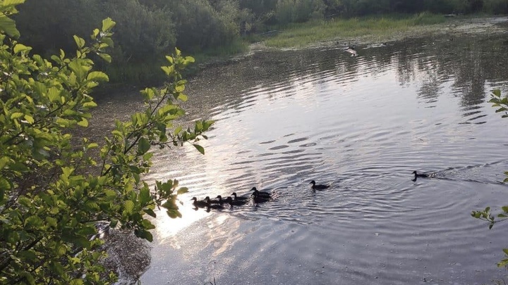 В водоёмы Судогодского района выпустили 1 400 утят-смертников